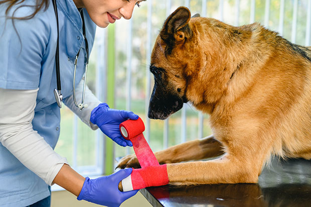 Why Walk-In Urgent Care Vets Are a Lifesaver for Pet Owners?
