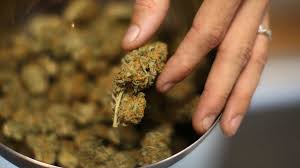 12 Must-Try Cannabis Strains for 2025