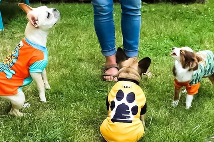 Pet Clothes Wholesale: Market Trends, Advantages, and Important Factors