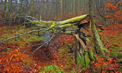 What Do Trees Do in Autumn Riddle Solve This Clever Riddle!