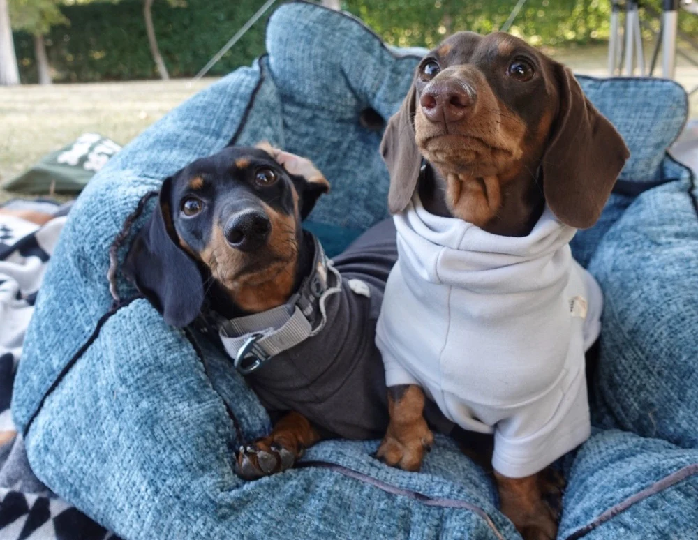 Why Dachshunds are the Worst Breed: What You Need to Know