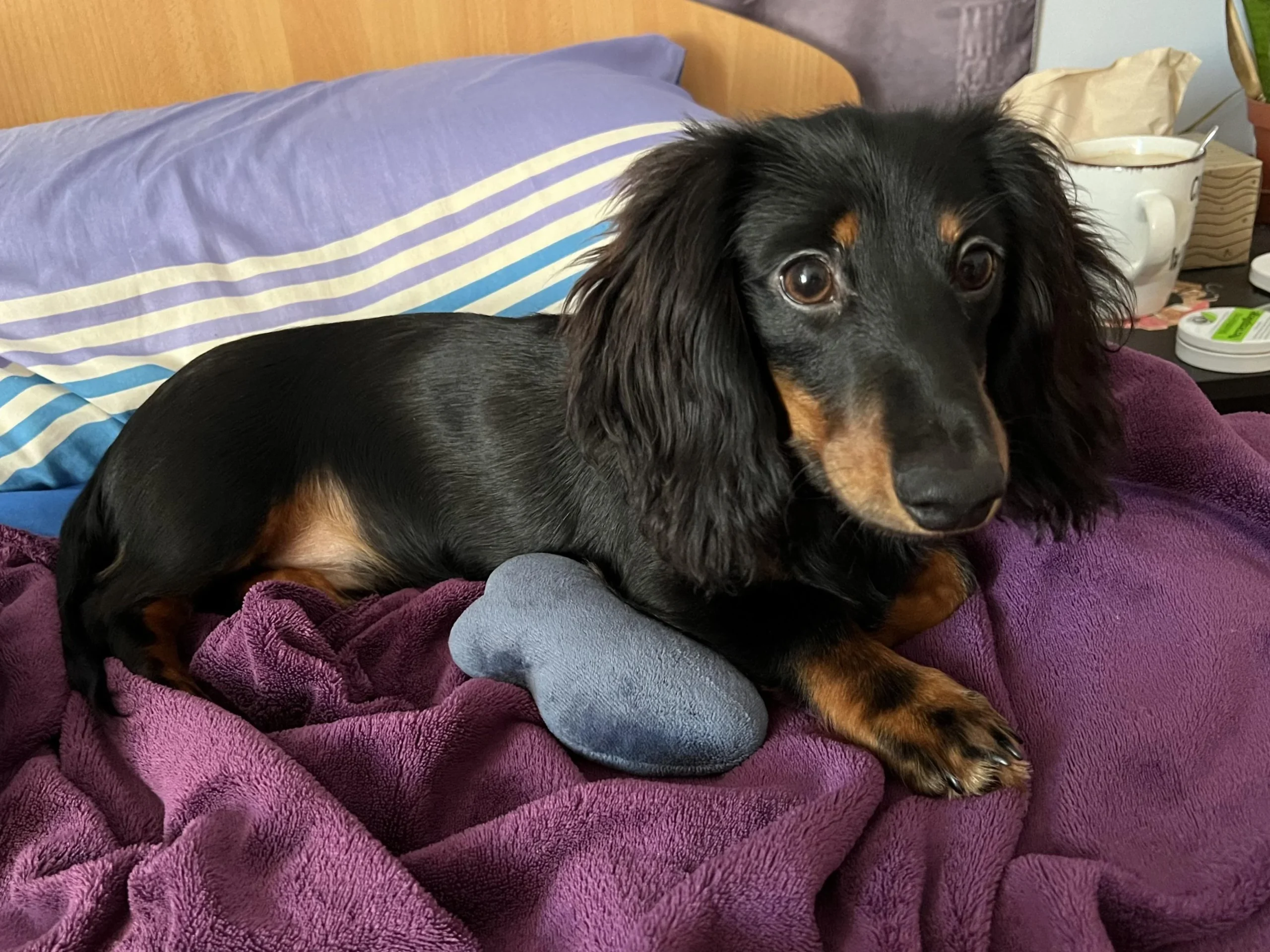 Why Dachshunds are the Worst Breed: What You Need to Know