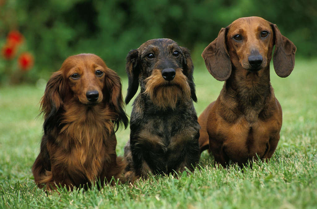Why Dachshunds are the Worst Breed: What You Need to Know