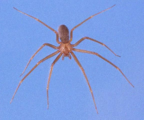 Huntsman Spider in Florida: What You Need to Know