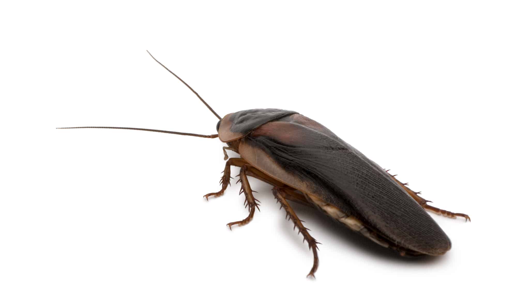 Florida Woods Cockroach – Safe or Dangerous?