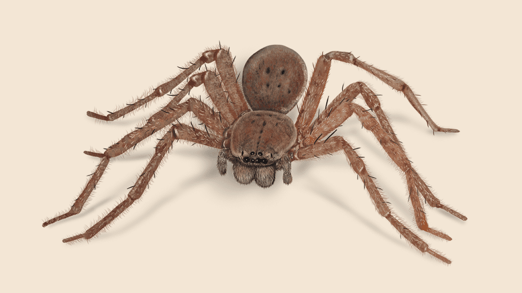 Huntsman Spider in Florida: What You Need to Know Huntsman Spider in Florida: What You Need to Know