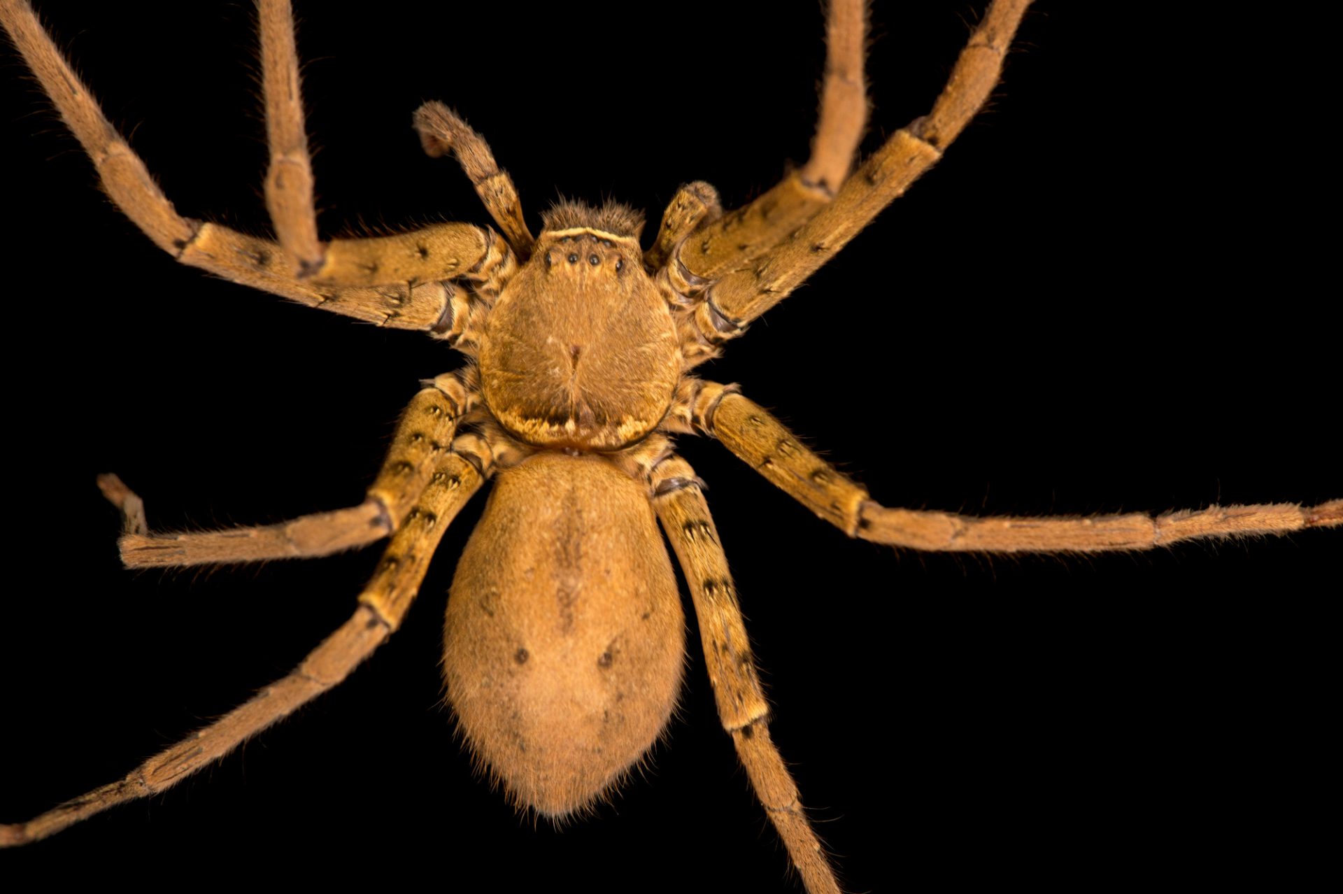 Huntsman Spider in Florida: What You Need to Know