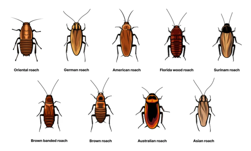 Florida Woods Cockroach – Safe or Dangerous?