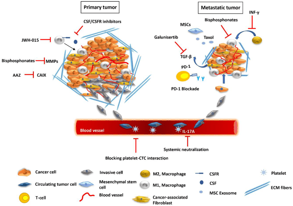 Exploring the Microenvironment’s Involvement in Cancer Therapy