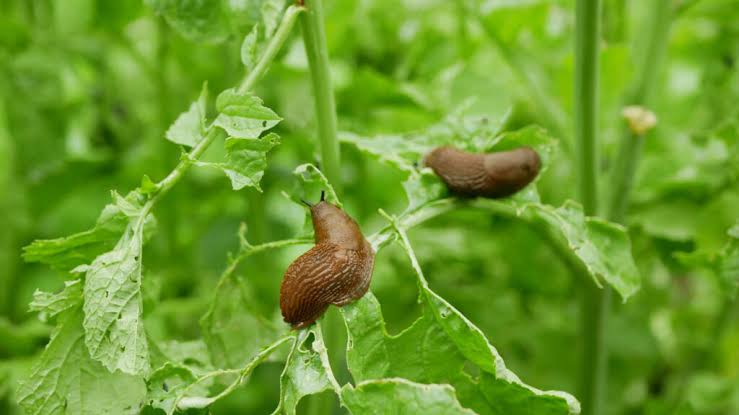 Common Garden Pests in Essex and How to Deal With Them