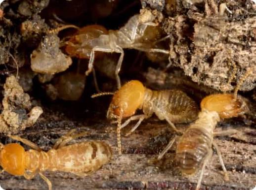 Comprehensive Termite Inspection Services in Sydney
